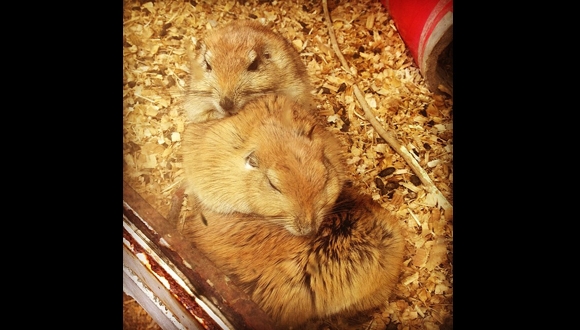 תמונת השבוע תמונת השבוע