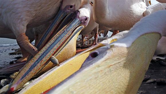 האכלת שקנאים במאגר בחן. צילום: יובל דקס האכלת שקנאים במאגר בחן. צילום: יובל דקס