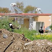 סיקסקי העיר (צילום: אביחי רן)